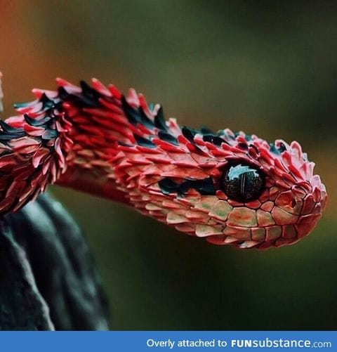 One of the most gorgeous snakes, hairy bush-viper