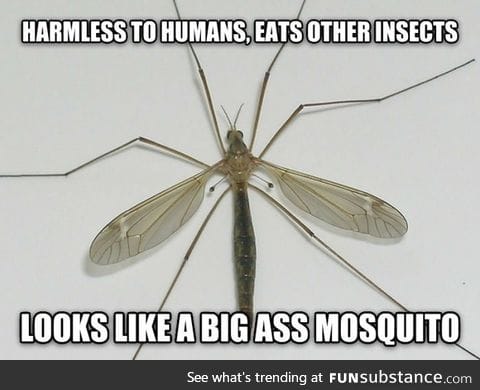 Bad luck crane fly
