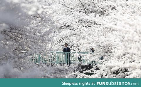 Cherry blossom in full bloom, Tokyo, Japan