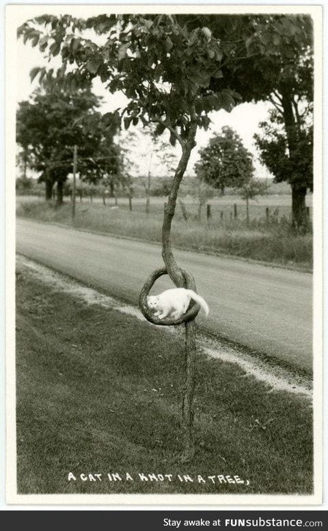 A cat in a knot in a tree