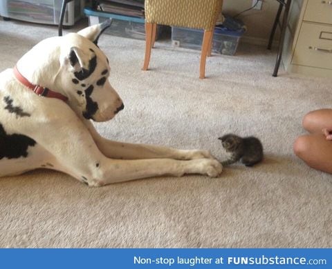 He made a new friend