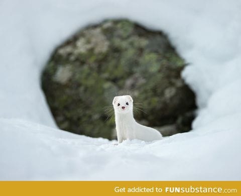 Winter white