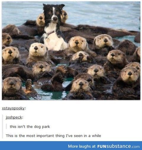 He should get otter there