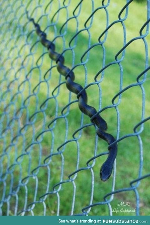 How a snake uses a fence
