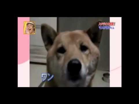 Dog demonstrates how to use your inside voice
