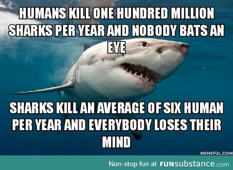 I was chilling with this cool Shark, we became friends and he asked me