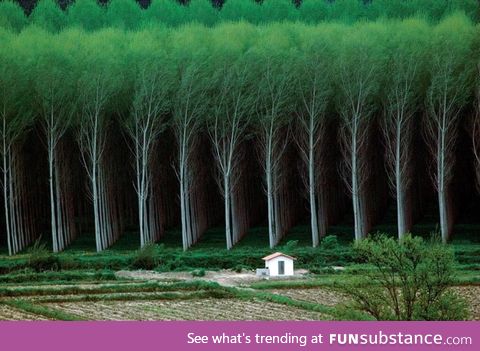 Man made forest - tree farm