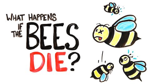 What would the world look like if all the bees die?