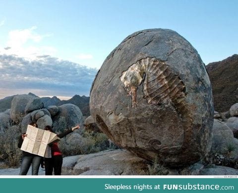 Giant fossil of a seahorse