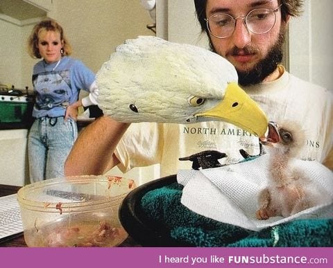 Orphan eagle chick being fed