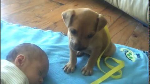 Sleepy puppy trying to guard sleeping baby