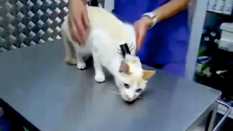 The science behind a cat's power button