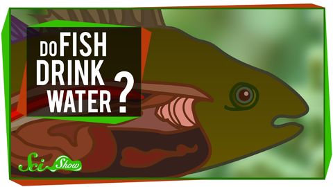 Do fish drink water?
