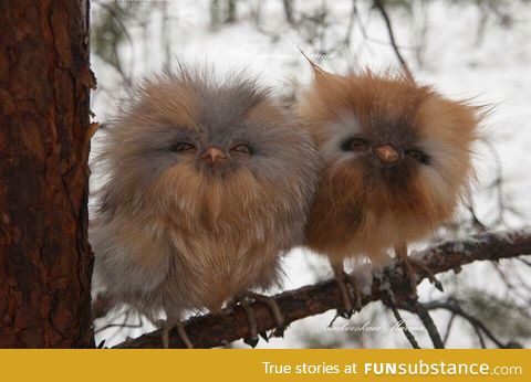 Ewoks in owl form