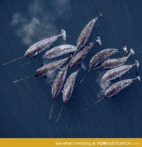 Narwhals