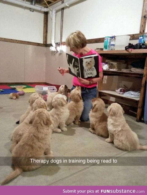 Tiny therapy dogs in training