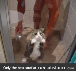 That Cat be like "Help Me"