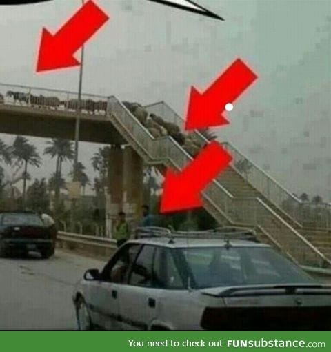 Some sheeps are just smarter then men