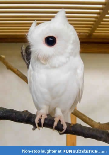 An albino owl.