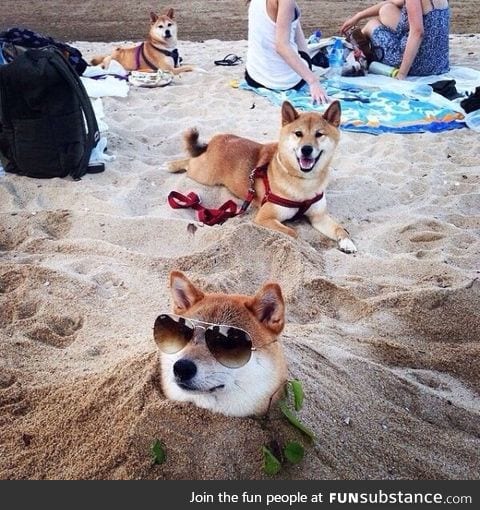 Such cool. Very relax. Much sand