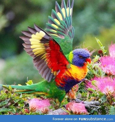 A Rainbow Lorikeet, found in coastal regions across northern and eastern Australia