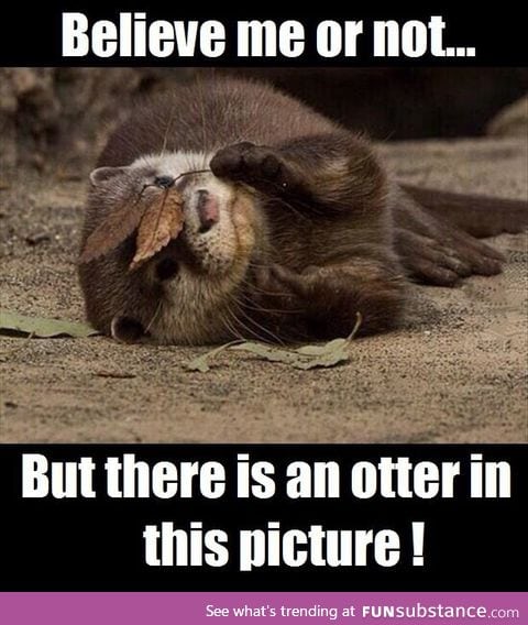 Ninja otter