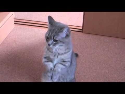 You would have to give this little guy anything it's asking for