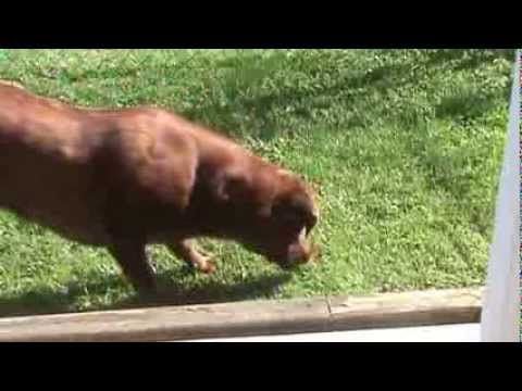 Welcome to the internet where anything is possible Part 2: Dog terrified of flour glory