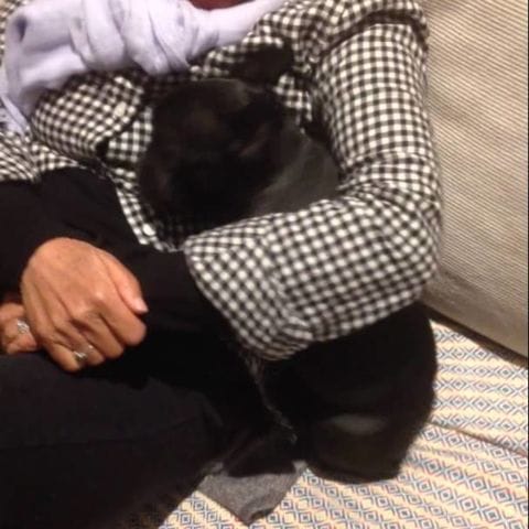 Cute french bulldog puppy loves her cuddle spot