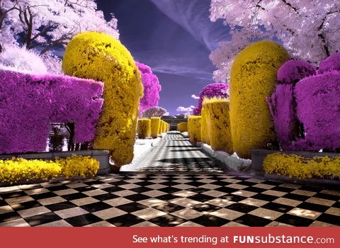 Infrared photo of a garden