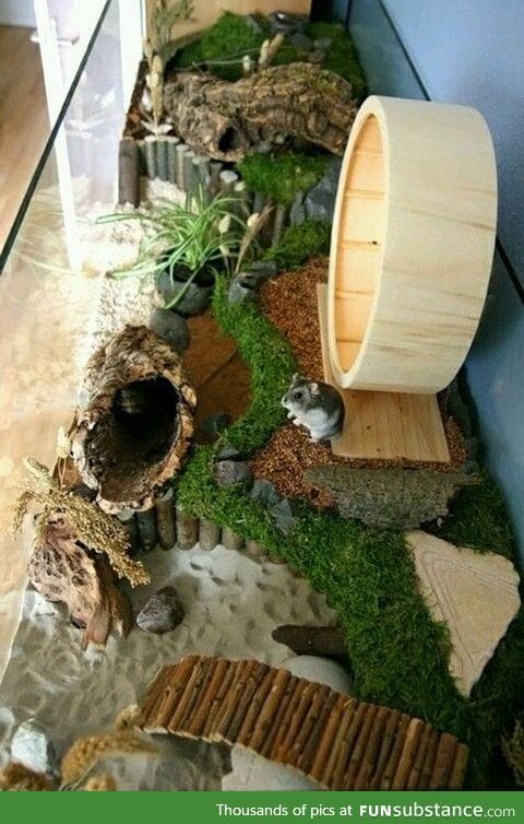 Hamster paradise