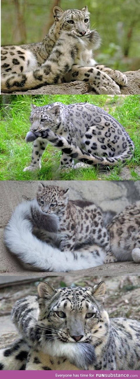 This. This is why Snow Leopards are the best big cats~