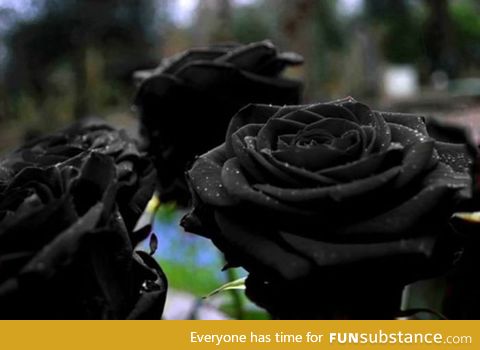 Black roses which grow in Turkey...They match with my soul