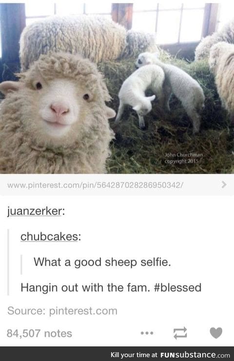 Lamb fam