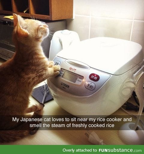Japanese cat and rice