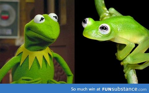 Newly discovered species of frog looks like Kermit