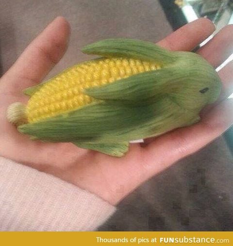 The rare corn bunny