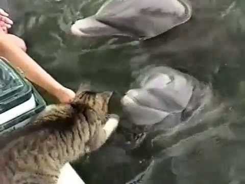 Dolphins fascinated by a friendly cat