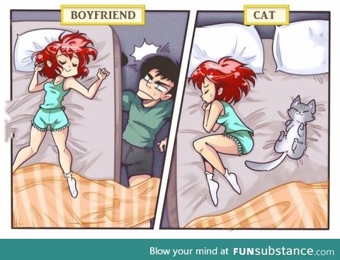 Boyfriend vs cat