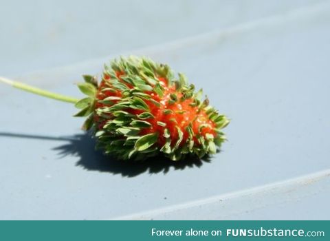 The strawberry that thinks that leaves are better than seeds