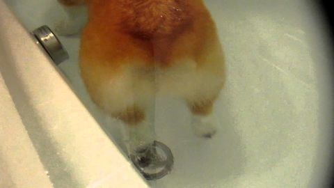 This corgi's butt floats in water
