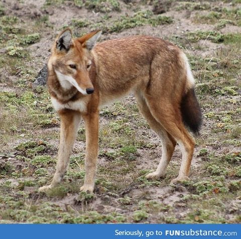 Ethiopian wolf. Endangered