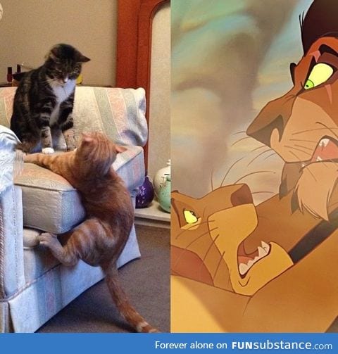 These two cats doing their best Lion King re-enactment!