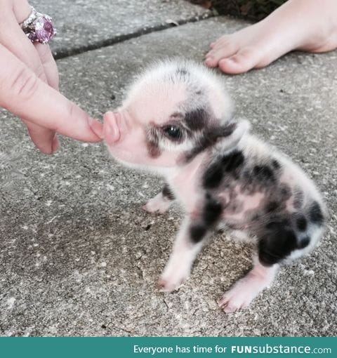 Itty bitty baby piggy