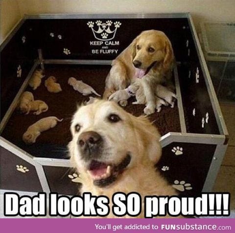 So proud dog