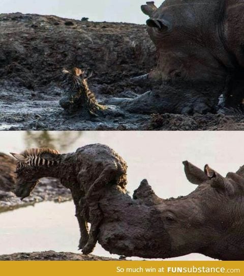 Rhino helps baby zebra