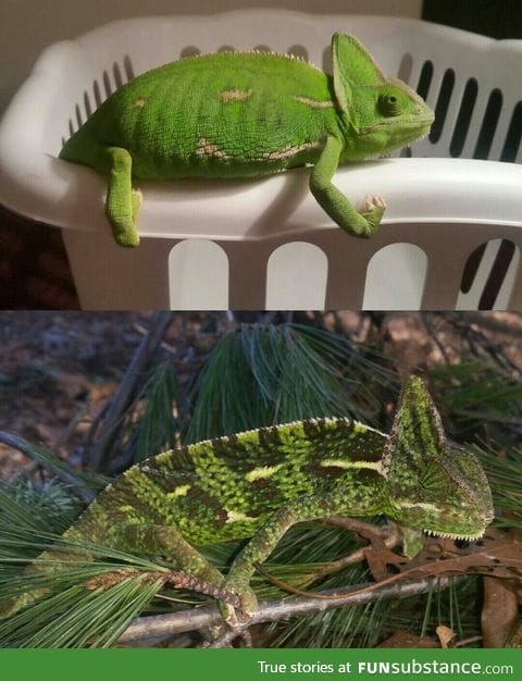 My Chameleon indoors vs. Outdoors