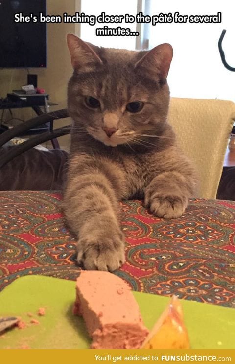 If I Move Very Slow, The Human Won't Notice
