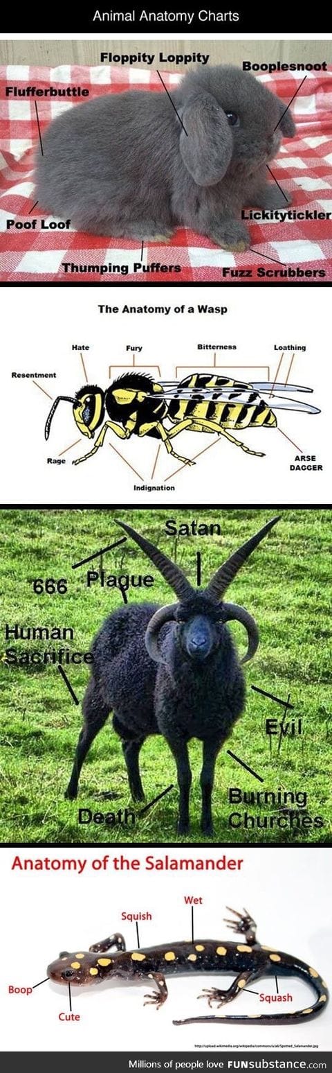 Very Scientifically Accurate Animal Anatomy
