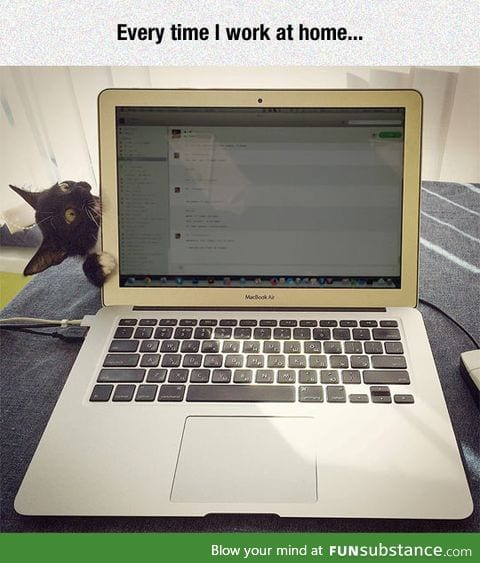 You're not giving me enough attention, human
